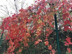 -三里屯东五街银杏大道