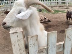 -前小桔亲子创意农场·草莓采摘·露营烧烤