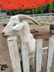 -前小桔亲子创意农场·草莓采摘·露营烧烤