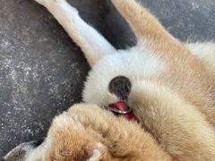 -柴犬高等学院·狗咖·柴犬售卖·宠物训练