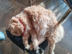-蓝鲸·缅因猫舍