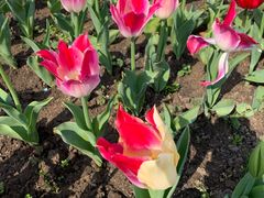 -上海四季花港-停车场