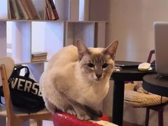 -Cappucimeow猫咪咖啡馆(韦伯时代店)