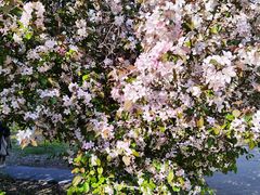 -长白岛森林公园