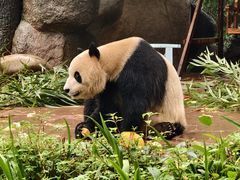 -中国大熊猫保护研究中心雅安碧峰峡基地