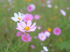 -汉长安城未央宫国家考古遗址公园