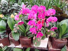 -秦美花卉(天朗·莱茵小城2期店)