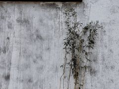 -巡塘古镇