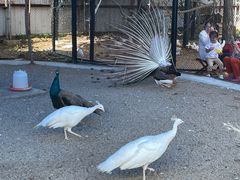 -金紫荆松骨休闲水会