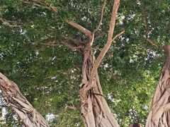 -肯德基(龙湖店)