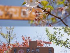-顾村公园
