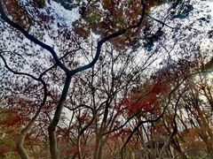 -秋霞圃