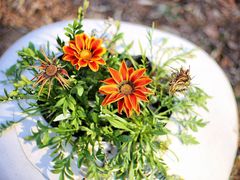 -北京国际鲜花港