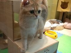 -东方名猫馆·英短金渐层布偶猫舍(环线广场1号楼店)
