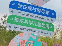 -莱阳濯村樱花园