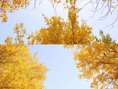 -金塔沙漠胡杨林景区