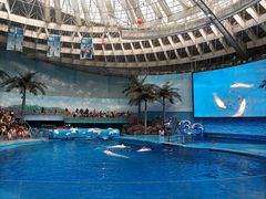 -海合安成都极地海洋公园
