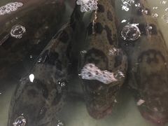 -拉威海鲜市场