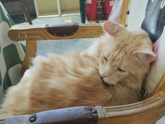 -猫小院猫主题餐厅(南锣旗舰店)