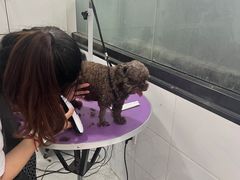 -中农国际动物医院24小时·猫科·骨科·急重症中心