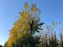 -清华大学-清芬园