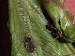 -格瑞欧海鲜自助烤肉火锅(光彩店)