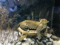 -陕西自然博物馆