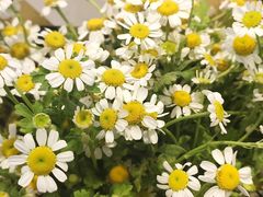 -循礼门鲜花花市(武汉循礼门店)