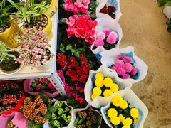 -金陵花卉交易市场