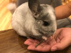 -藦茜花园宠物主题亲子互动体验馆(国顺东路店)