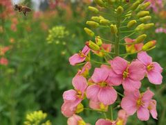 -中国天府农业博览园