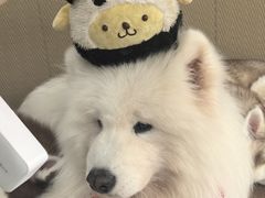 -星多哈·狗咖·拼豆·咖啡