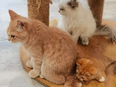 -楼上猫咖(罗湖店)
