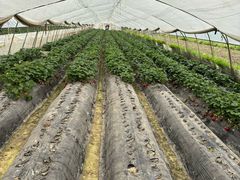 -小鱼草莓采摘园农家乐·小鱼餐厅