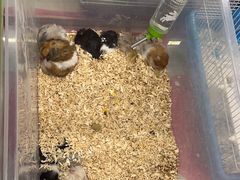 -钓仓鼠(洋桥北里小区店)