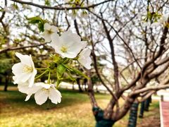 -石家庄市植物园