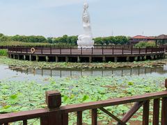 景点-荷塘月色湿地公园·向阳花洲