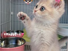 -翊宠yipet猫狗购宠庄园犬舍•猫舍