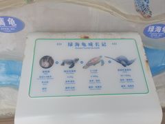 -广东惠东海龟国家级自然保护区