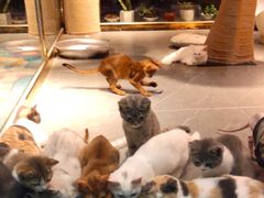-喵店&猫咖