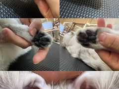 -momokira米努特·德文卷毛猫·棉花面纱犬