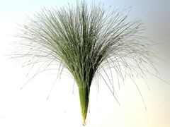-荷兰布尔玛国际花艺学院