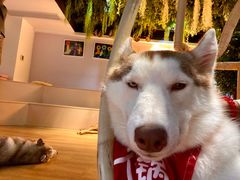 -Husky Go! 哈士奇体验馆·宠物咖啡厅狗咖