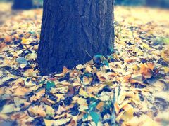 -上海共青森林公园