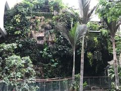 -正佳雨林生态植物园