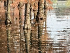 -白鹭湾湿地公园