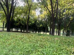 -大望京公园