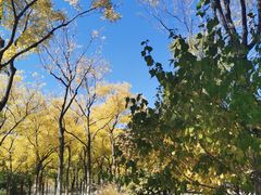 -永定河休闲森林公园