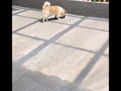 -宠物之家Pets Home 宠物寄养酒店
