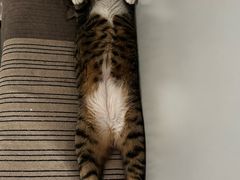 -宠物星动物医院·眼科·异宠·猫科(江南大道总院)